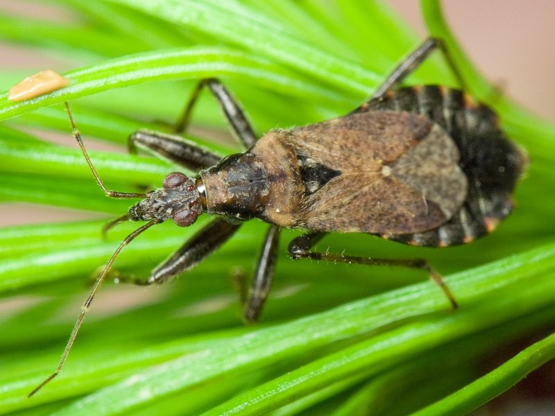 Himacerus mirmicoides (O. Costa, 1834)